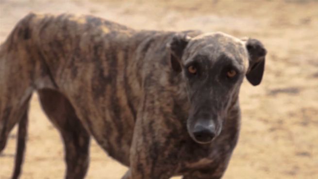 go to 50.000 tote Hunde: Tierschützer wollen Rennen beenden