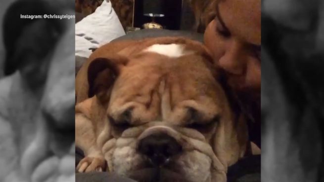 go to Schmerzlicher Abschied: Chrissy Teigen trauert um Hund