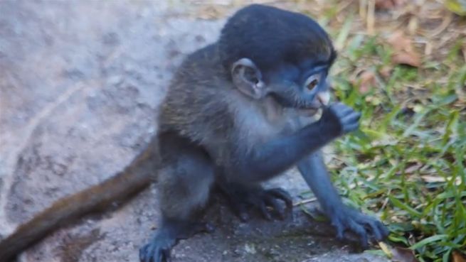 go to Erste Erkundungstour: Meerkatzenbaby mit Mama unterwegs