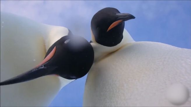 go to Eisiges Selfies: Pinguine entdecken GoPro