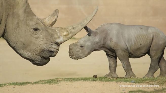 go to Neun Tage jung und neugierig: Nashorn entdeckt die Welt
