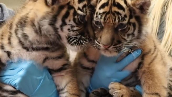 go to Wichtiger Pieks: Tigerbabies werden geimpft
