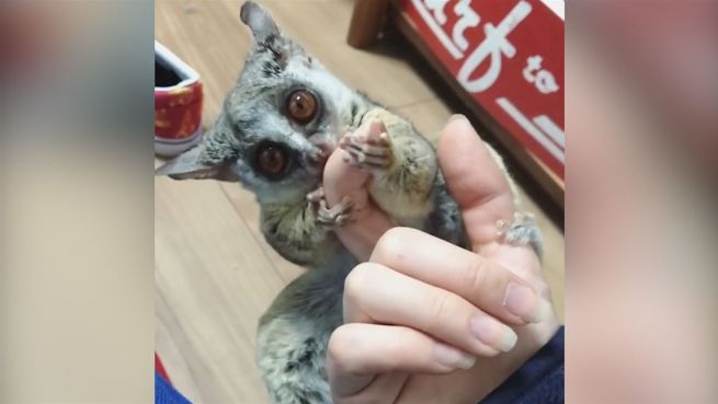 go to Niedlich: Buschbaby verzückt das Netz