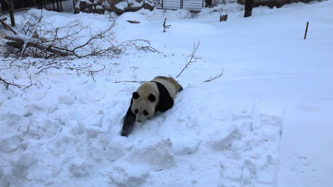 go to Willkommensgruß aus Finnland: Pandas toben im Schnee
