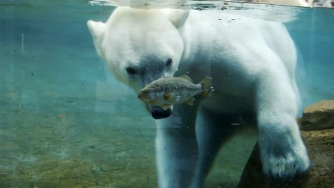 go to Der Einsatz zählt: Eisbär kämpft um Nahrung