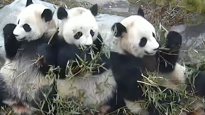 go to Pures Familienglück: Die putzige Panda-Gang