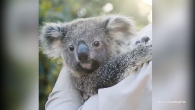 go to Knuddelalarm: Kuschelige Koalas im San Diego Zoo