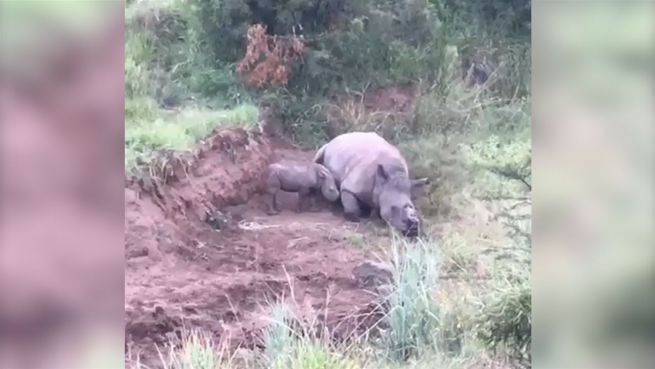go to Tiefe Trauer: Nashorn-Baby weint um tote Mutter
