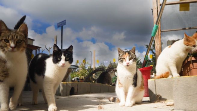 go to Heldin der Samtpfoten: Mama von 800 Katzen